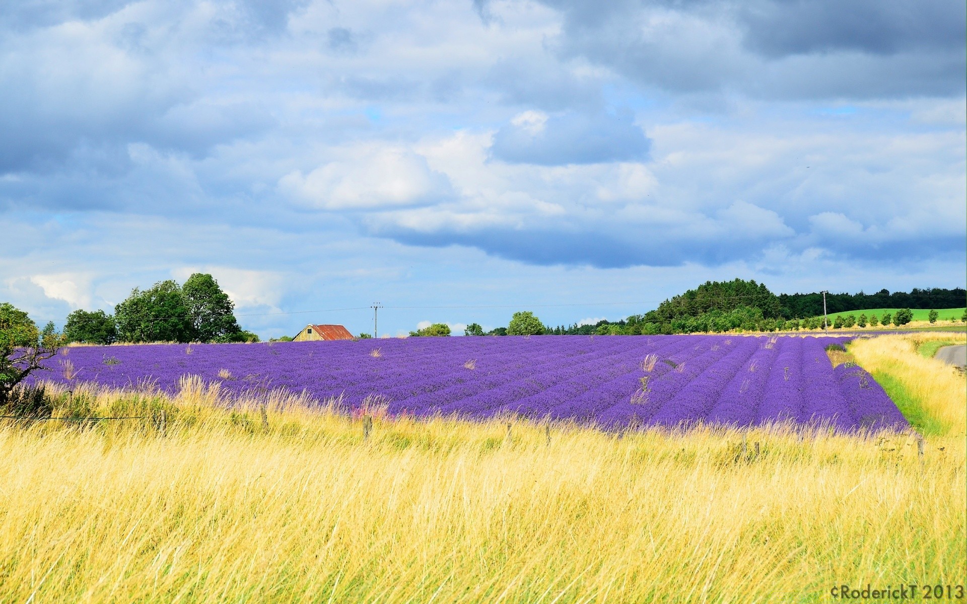 europe field rural pasture landscape nature summer agriculture countryside farm crop grass growth hayfield sky sun outdoors farmland wheat cereal