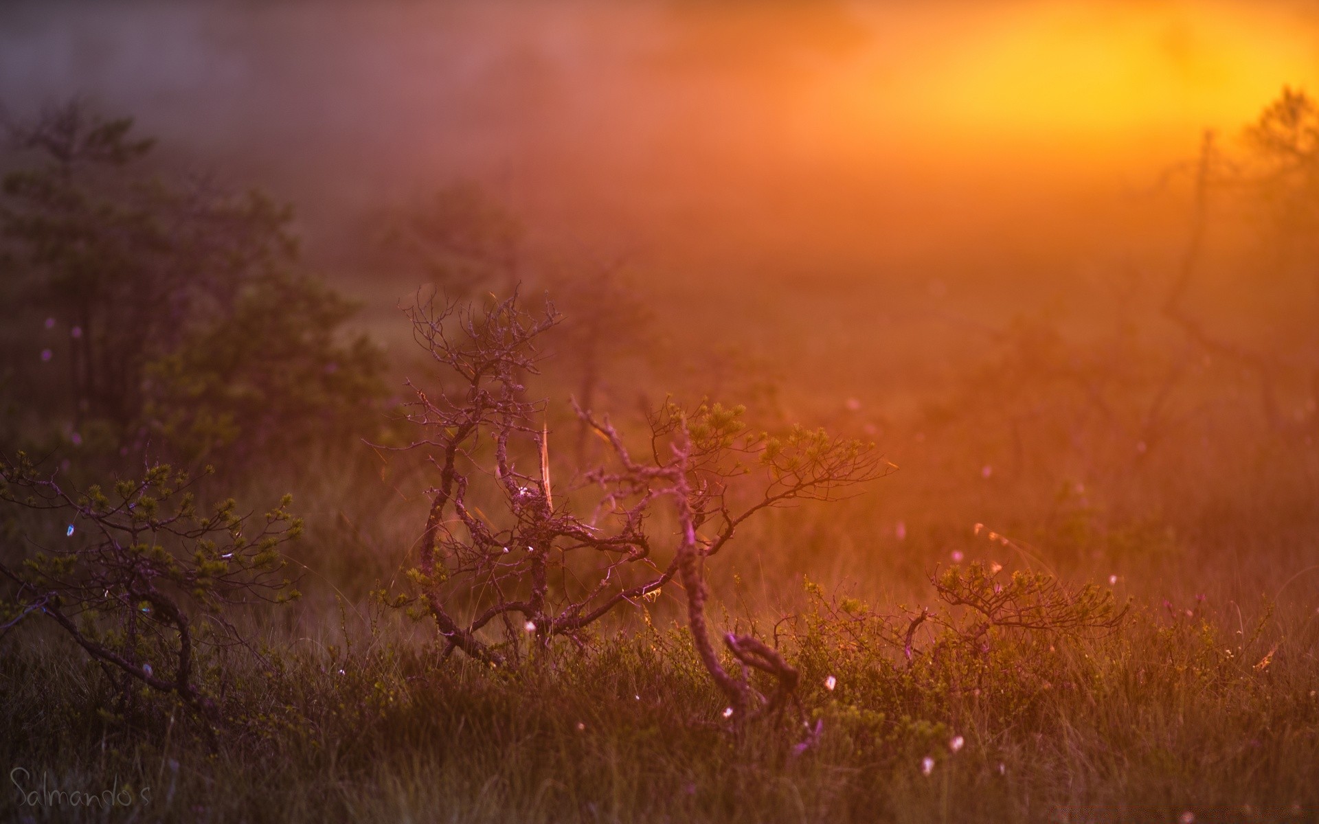 europe landscape sunset fog dawn nature outdoors fall sun dusk sky evening fair weather tree grass color mist light flower wildlife