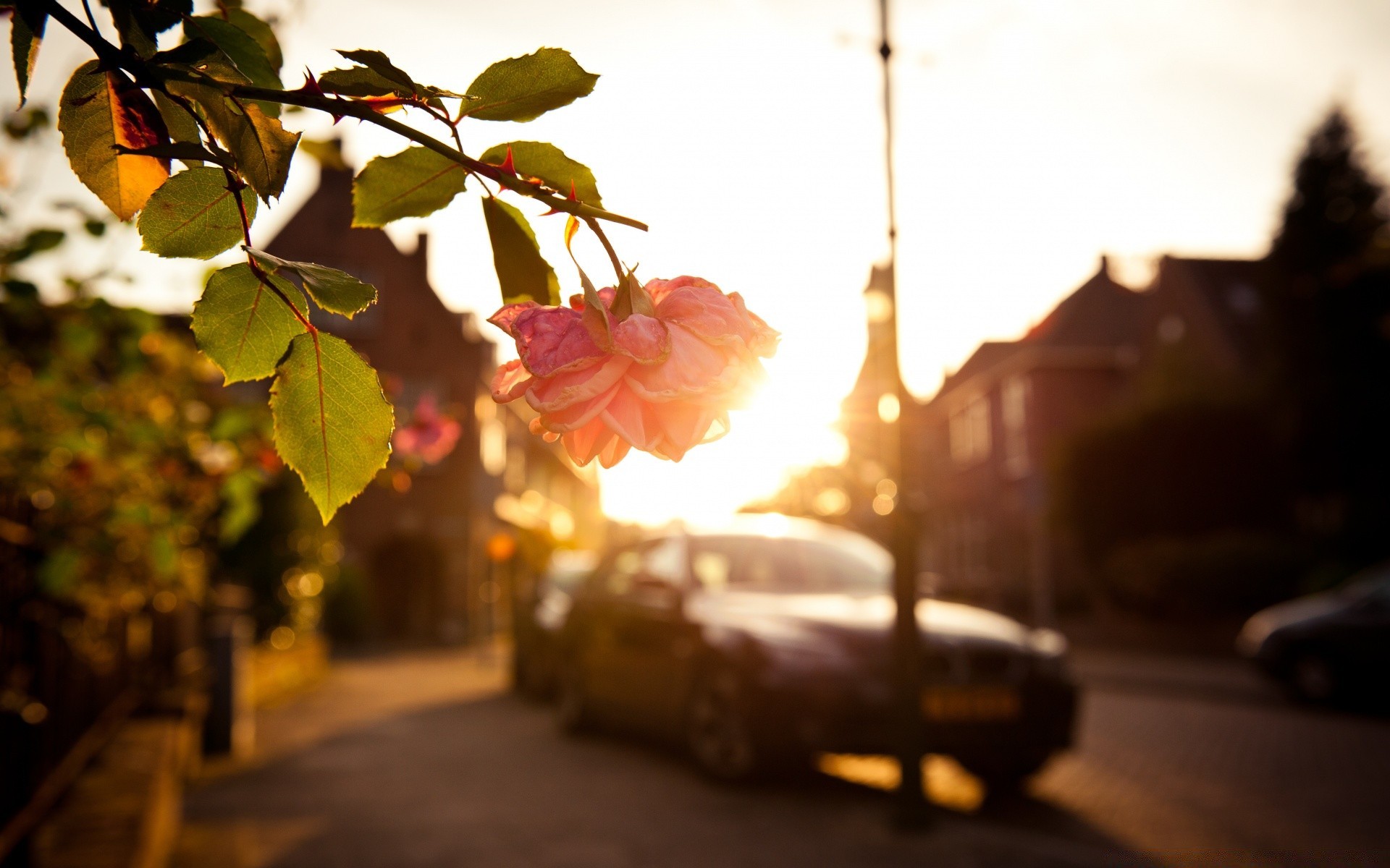 europa unschärfe herbst licht landschaft baum sonnenuntergang im freien sonne blatt stadt blume