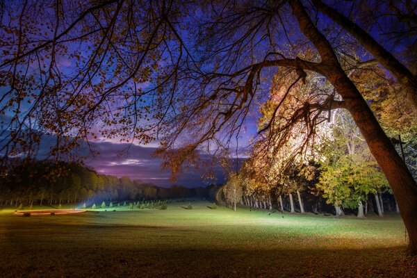 A beautiful sky can be seen through the trees