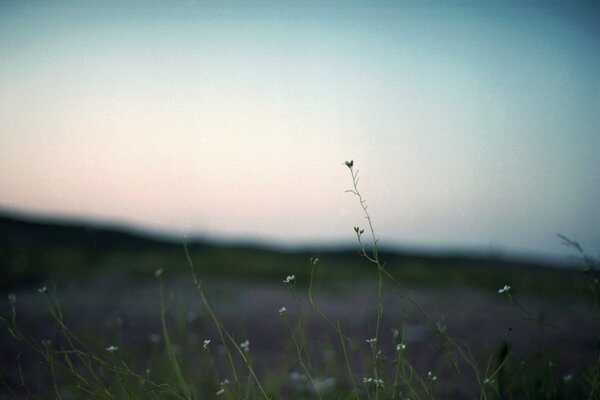 Ciel clair, herbe verte