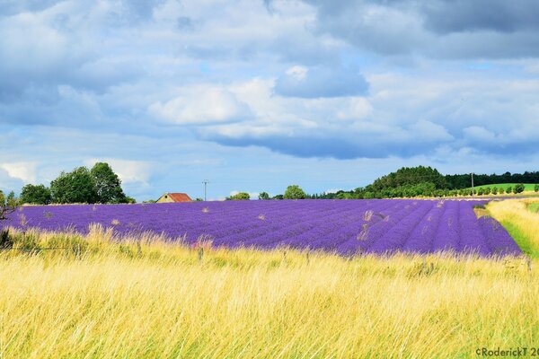 Lavender fields-romance of Provence