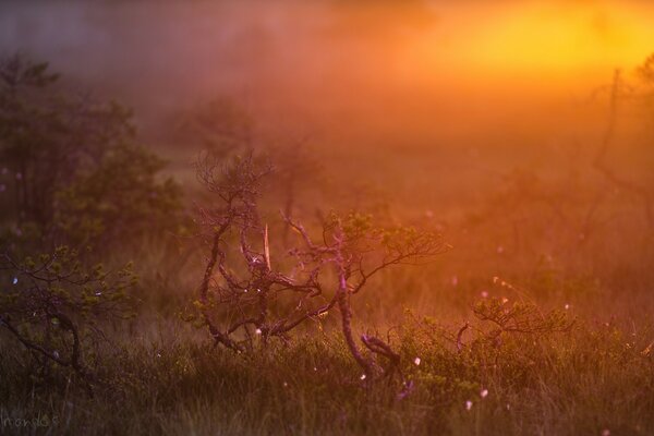 Sunset through a haze of fog