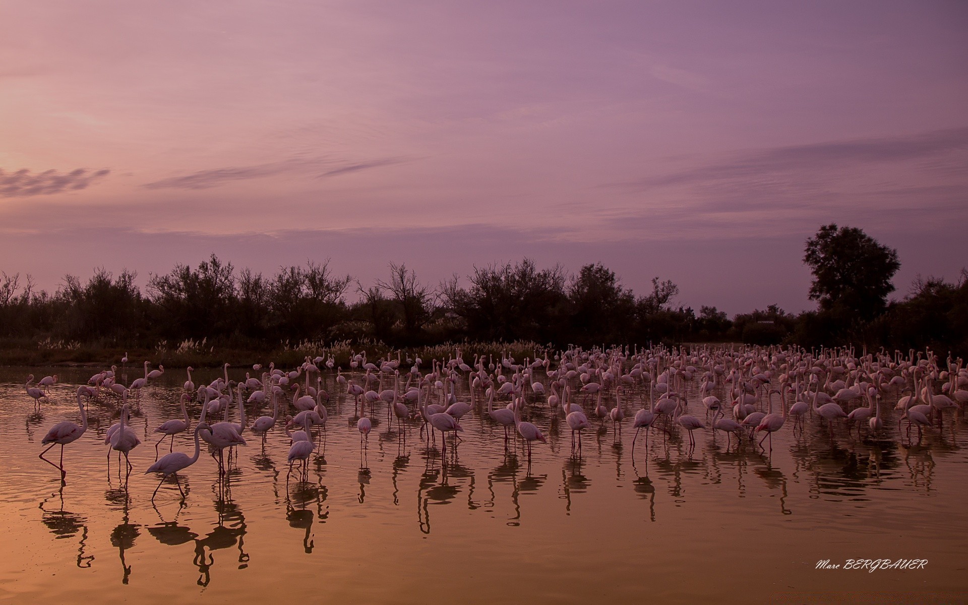 europa jezioro woda natura krajobraz ptak na zewnątrz odbicie drzewo środowisko park świt flamingo rzeka basen pogoda zima przyroda niebo kolor