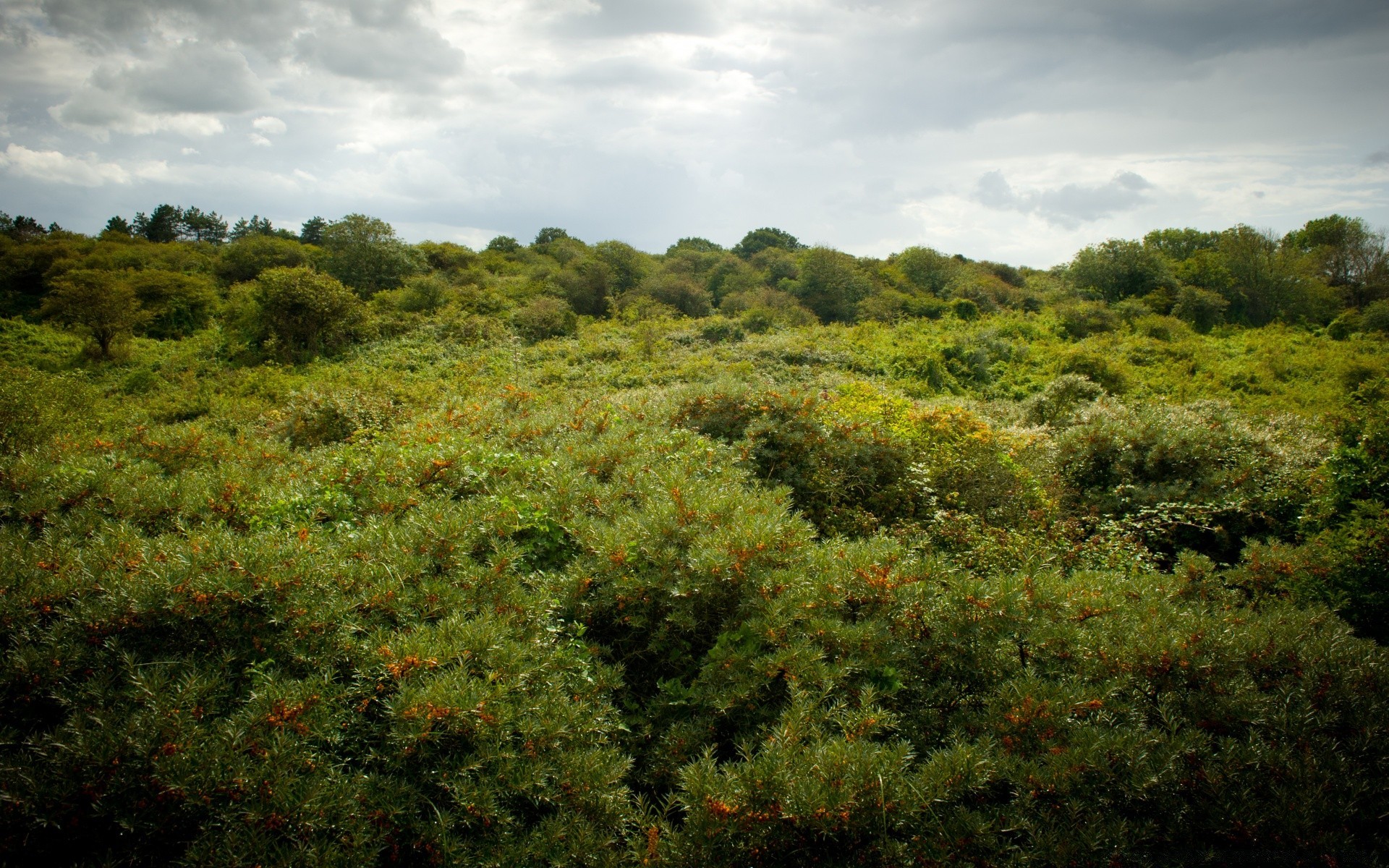 europa paisagem árvore natureza colina cênica ao ar livre montanhas viagens luz do dia ambientes terras cultivadas