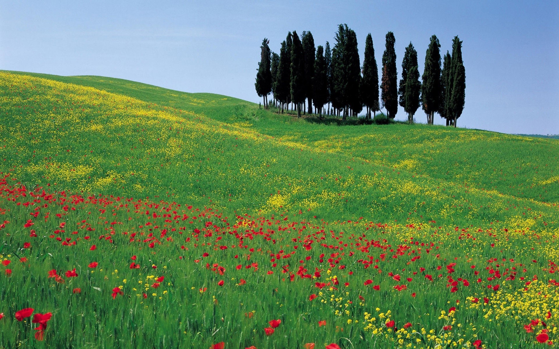 l europe champ foin rural herbe fleur paysage nature en plein air été campagne pâturage agriculture poppy ferme pâturage croissance idylle beau temps flore