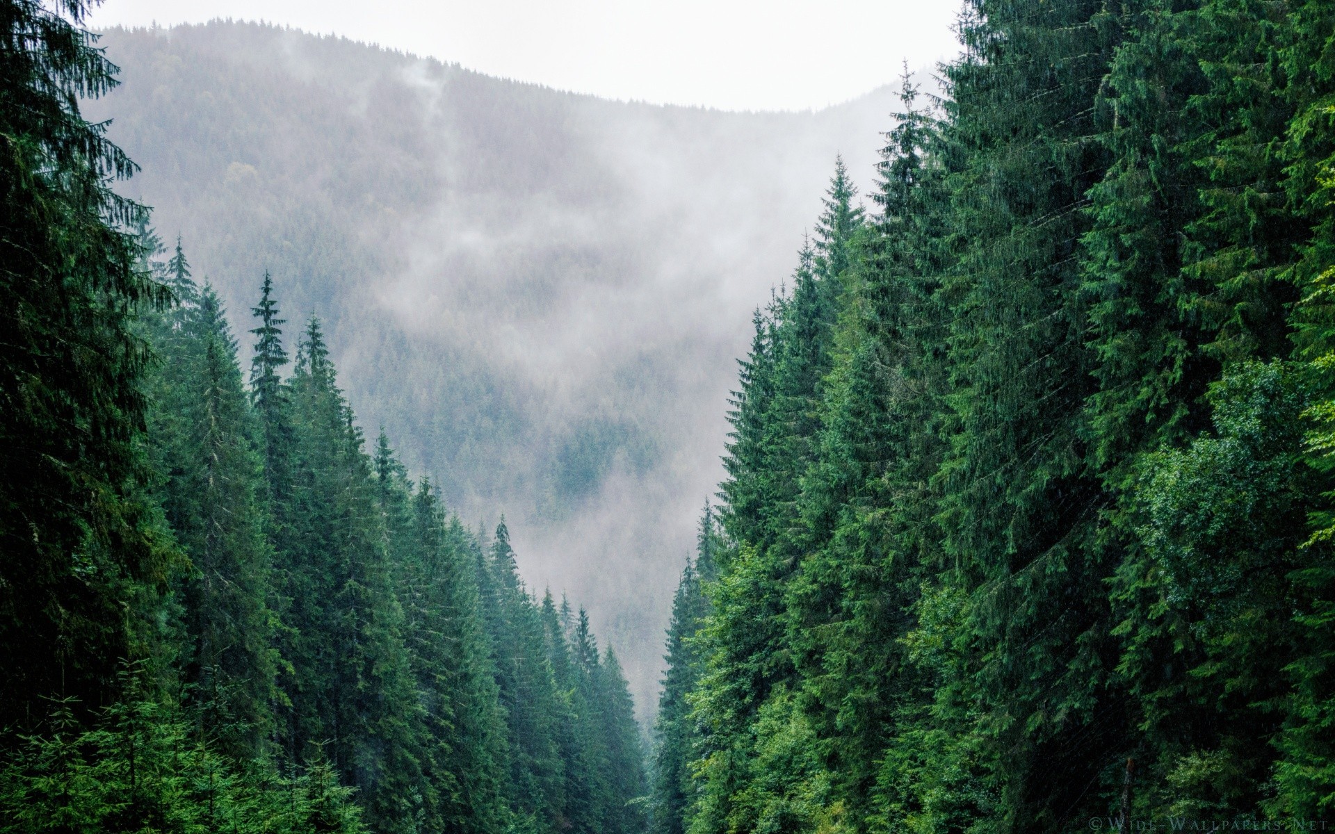 europa di legno natura all aperto di viaggio in legno di conifere mountain paesaggio evergreen nebbia nebbia estate scenic luce del giorno