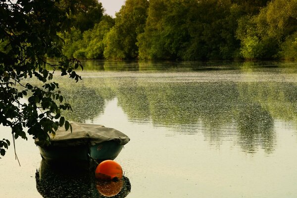 Um lago tranquilo cercado por vegetação