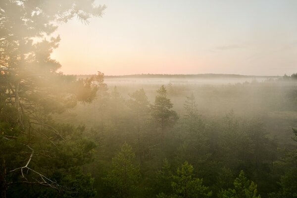 Foggy landscape in the forest