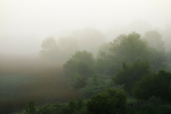 Landscape misty morning in the grove