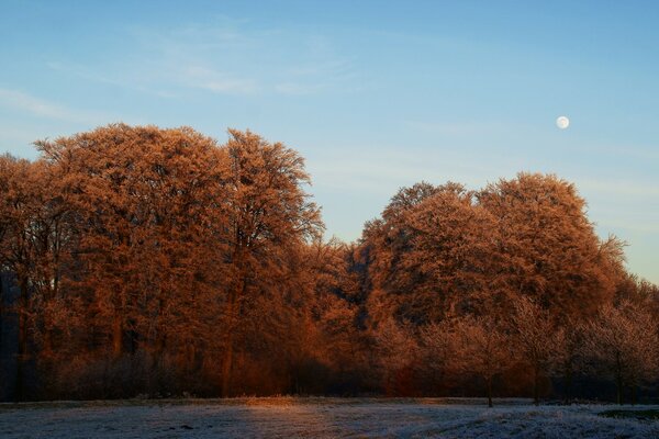 Bellissimo paesaggio autunnale all alba