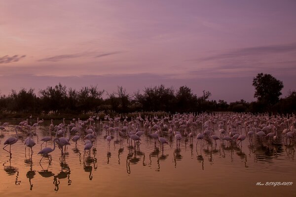 Garzas Rosadas en el lago de la tarde