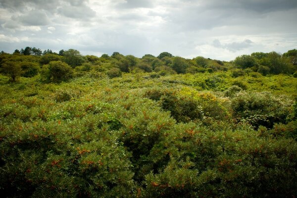 Bosque verde en tiempo nublado