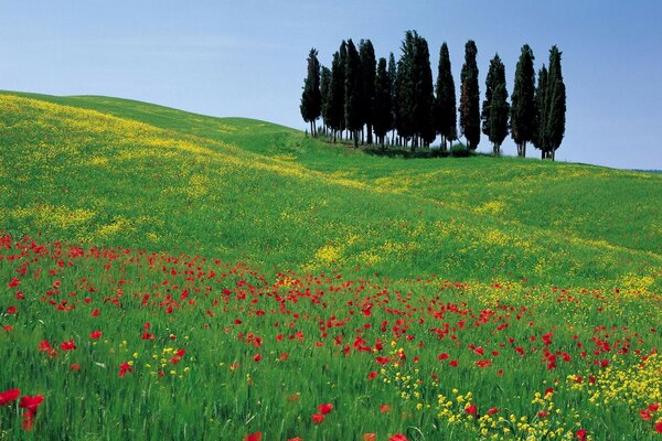 Poppies on a background of green grass