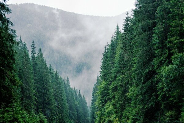 Sapins centenaires dans le massif montagneux