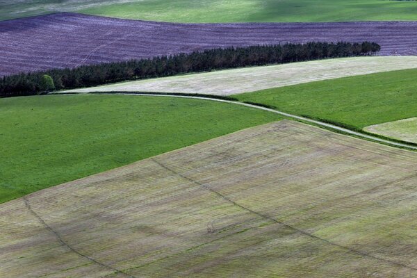 Vista de los campos de lavanda en Europa