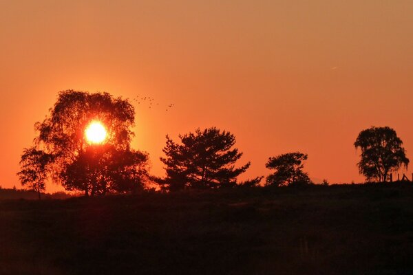 Le soleil se fraye un chemin à travers les arbres