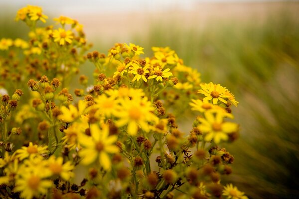 A yellow flower in a summer field