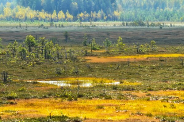 Nizina z torfowiskami i małymi drzewami