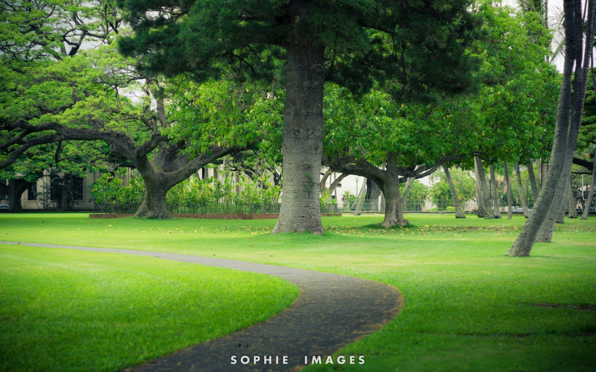 îles arbre herbe nature bois paysage parc extérieur été feuille manuel pelouse environnement