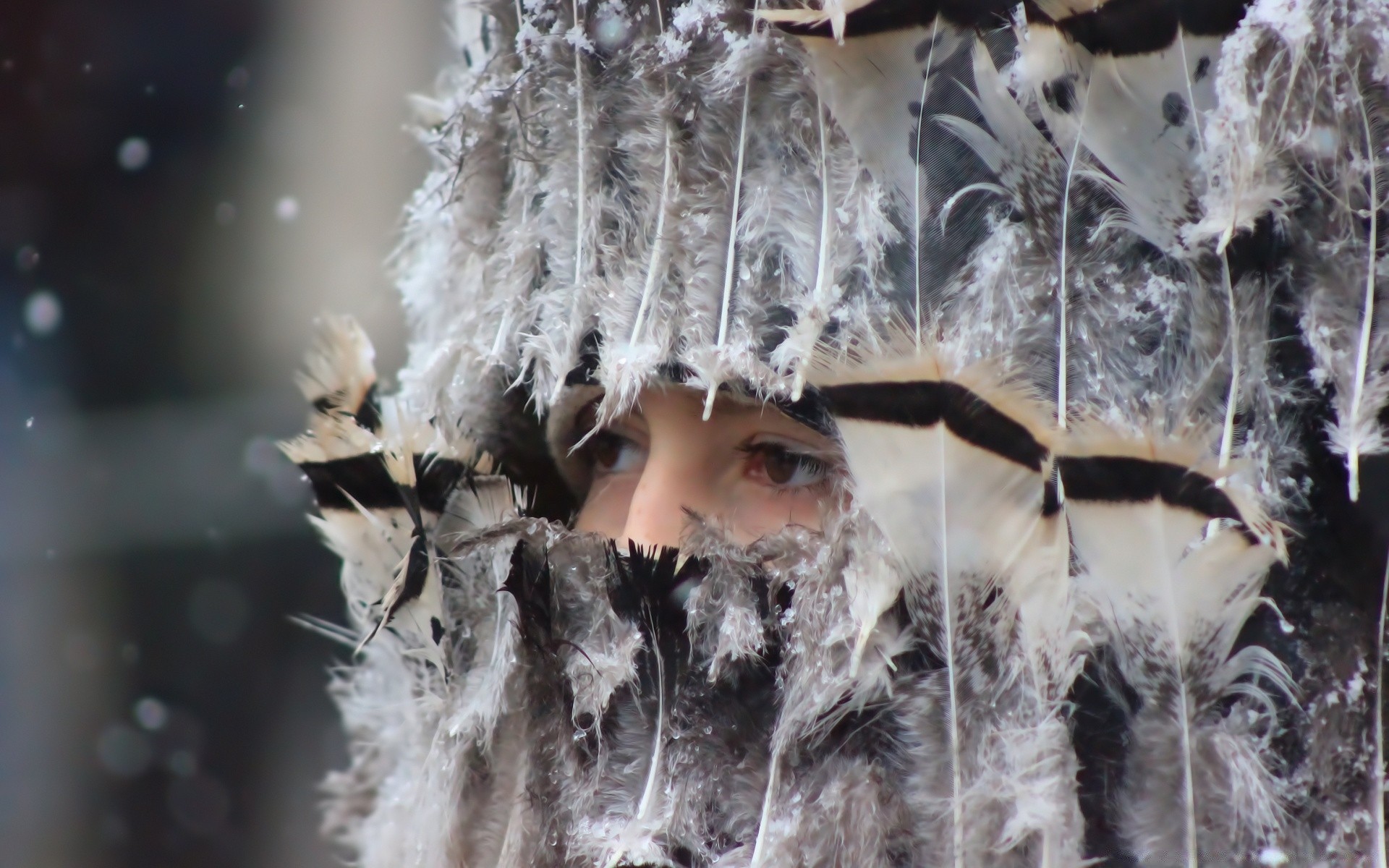 avrupa kış frost soğuk kar noel doğa açık havada geleneksel