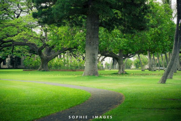 Quiet park, greenery of trees and grass