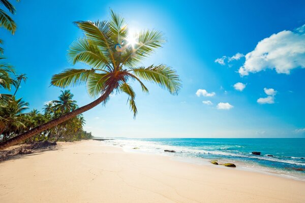 Palm tree on the shore of light sand