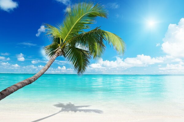 A paradise place on the seashore with a palm tree