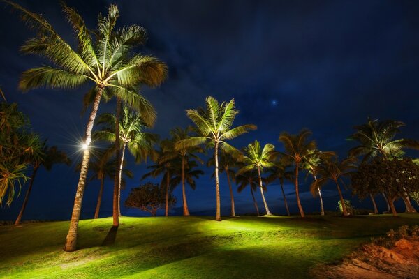 Night palm trees illuminate lanterns