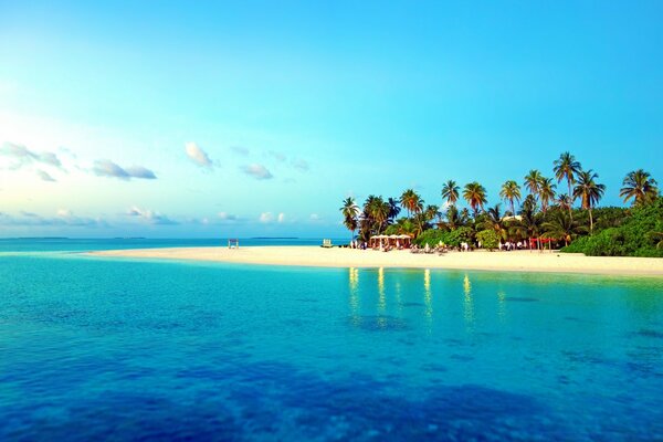 Palm trees on the shores of the tropical sea