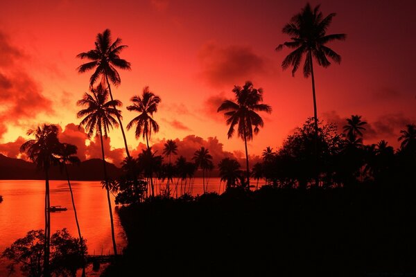 Palm trees on the background of a fiery sunset