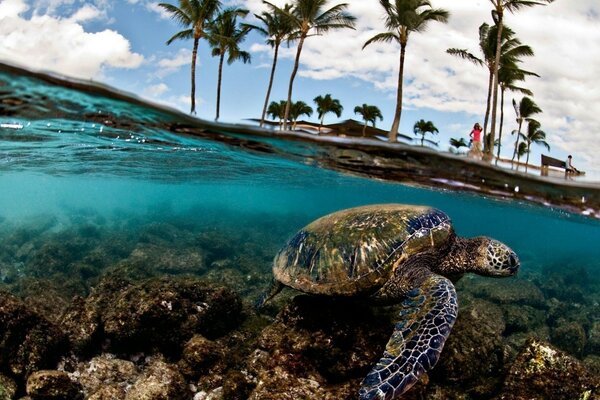 Turtle swims underwater in the sea