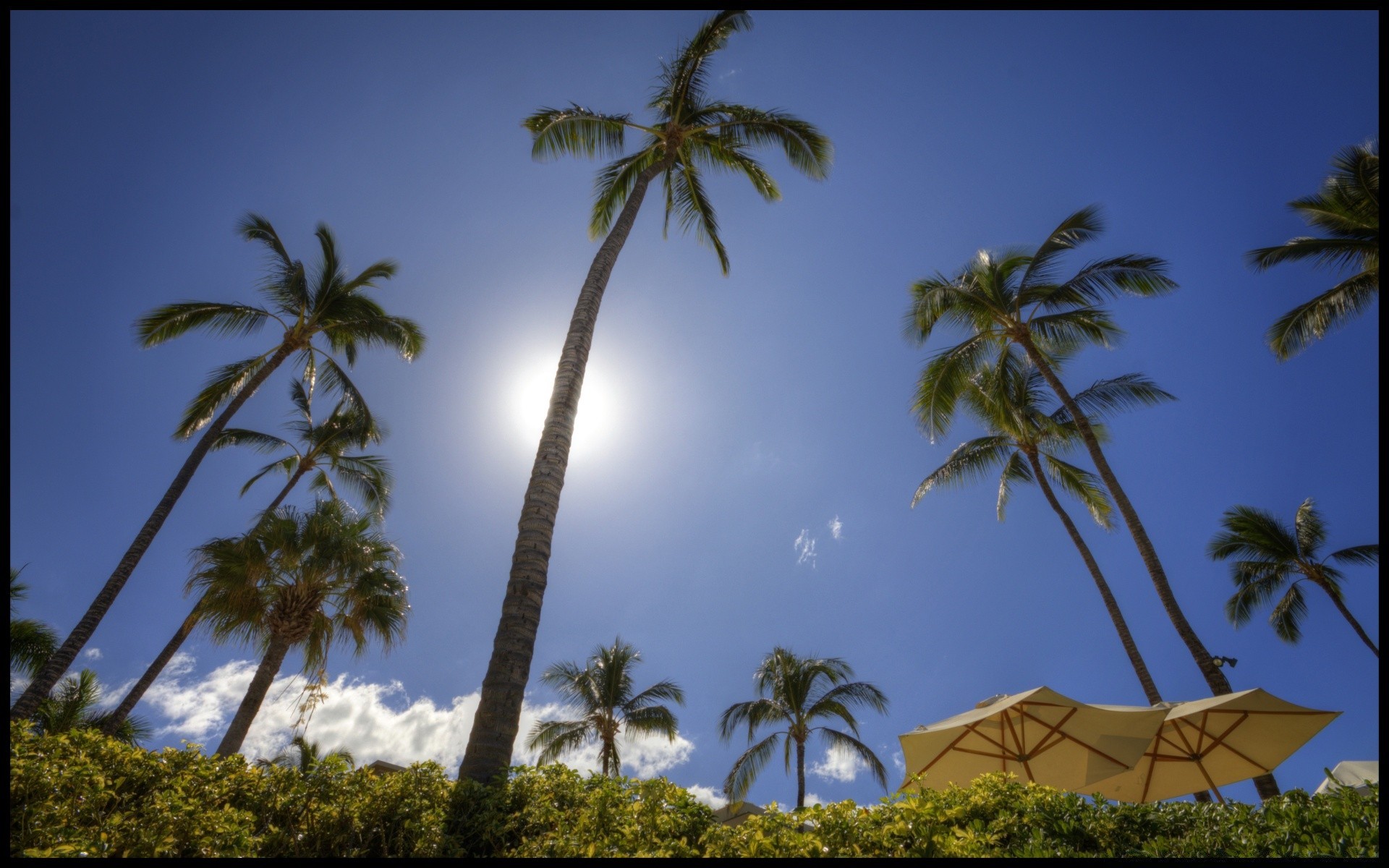 îles palmiers arbre tropical plage noix de coco île station balnéaire mer vacances voyage idylle exotique soleil paradis sable été ciel océan paysage