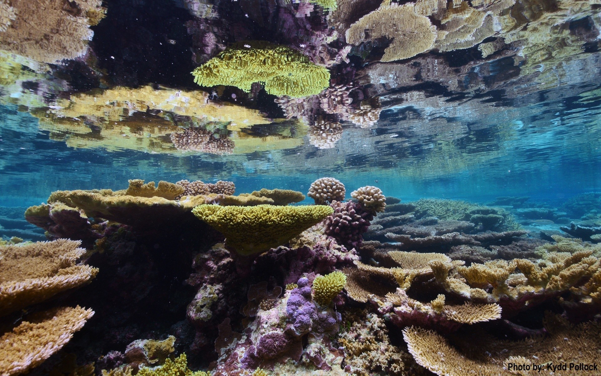 islas bajo el agua mar arrecife coral océano agua tropical paisaje peces buceo snorkel marina agua salada buceo submarino exótico naturaleza viajes natación turquesa