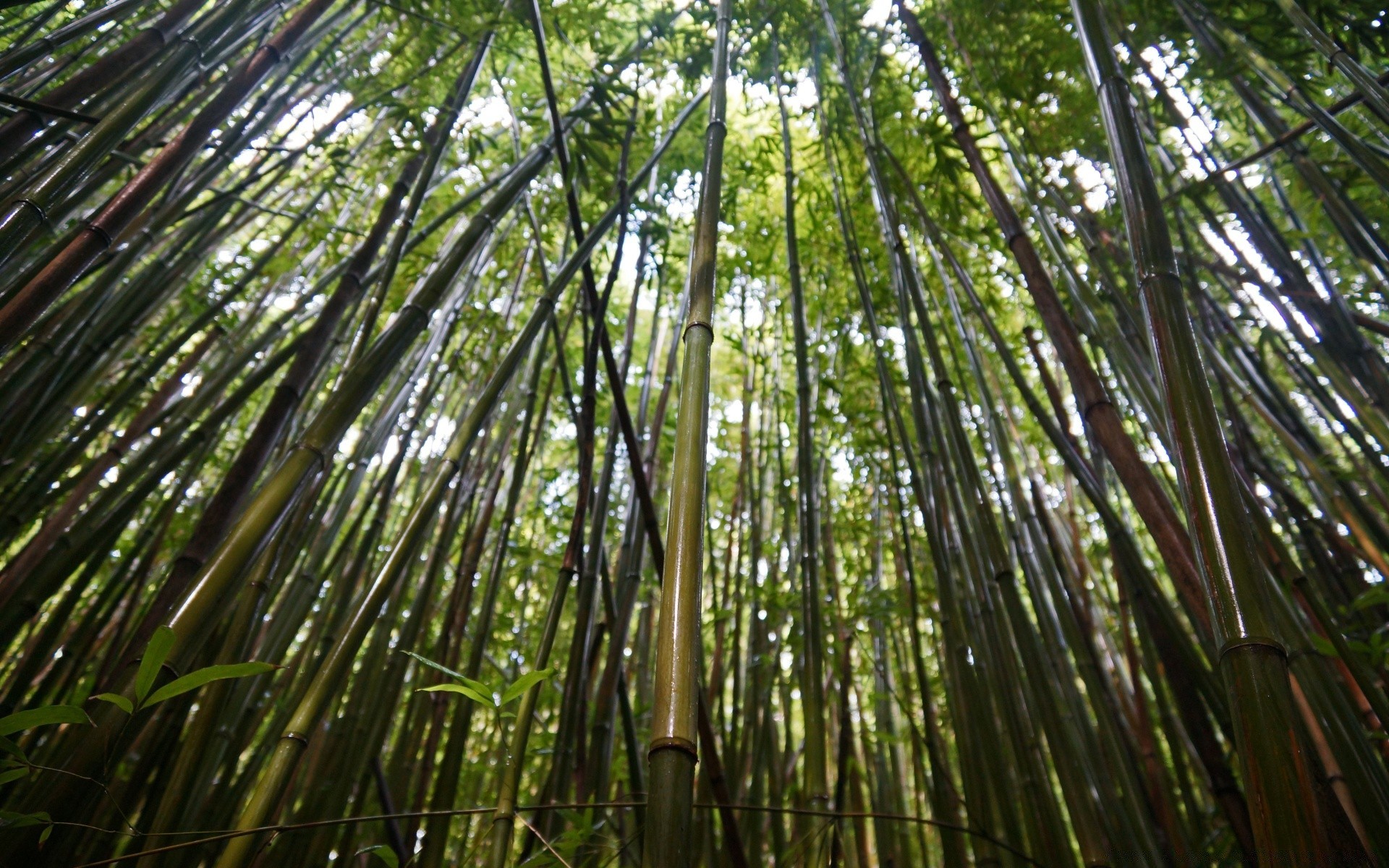 isola bambù legno foglia natura albero lussureggiante giungla zen ambiente flora crescita tropicale ramo buccia pesante boschetto foresta pluviale ecologia paesaggio