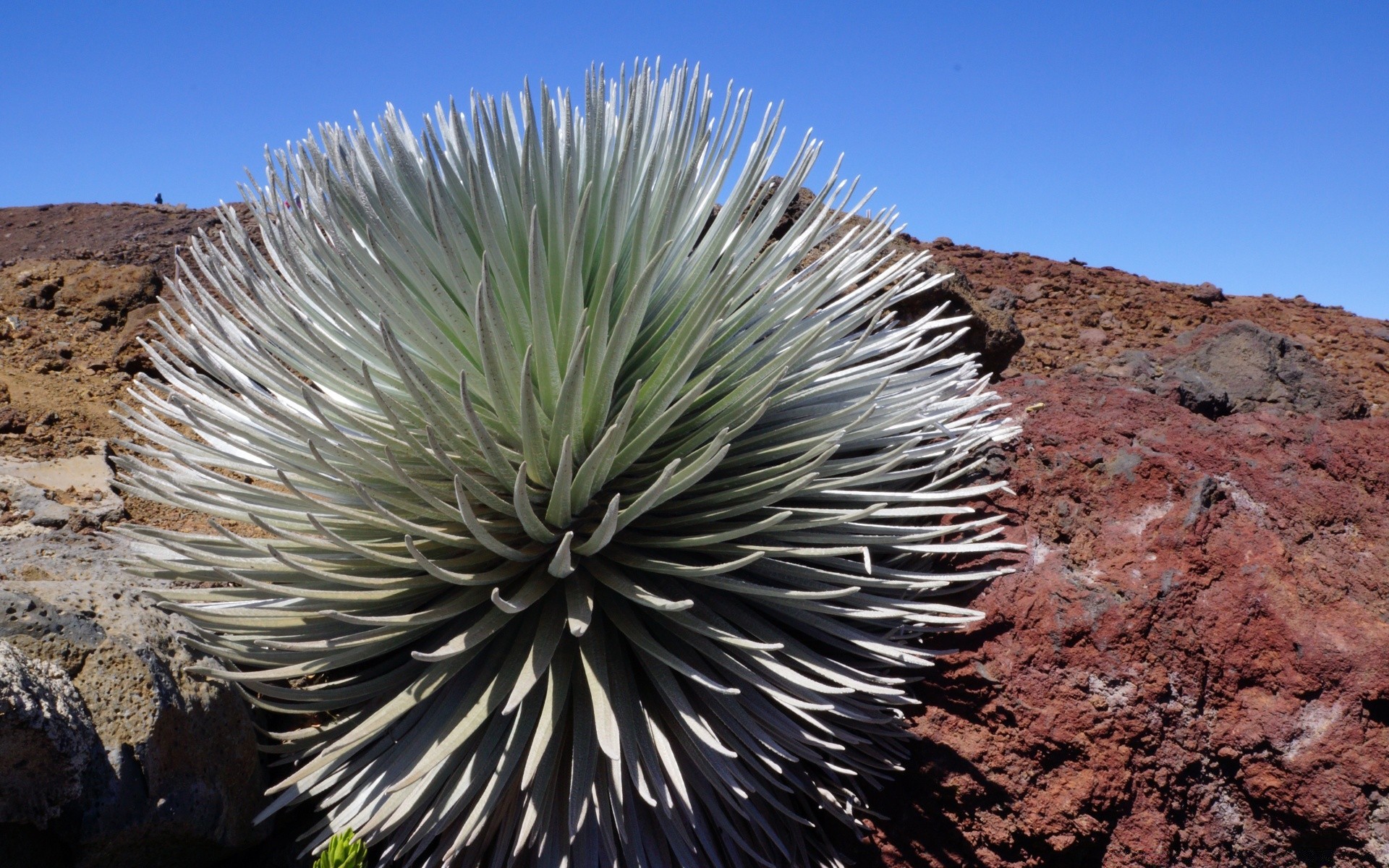 ilhas deserto cacto seco ao ar livre natureza areia arid viajar céu rocha paisagem