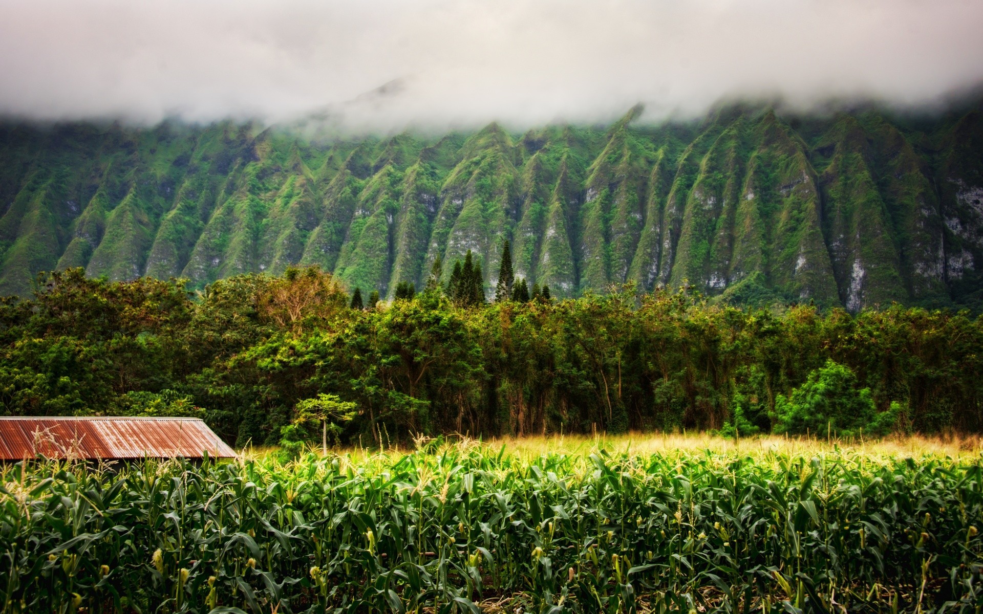 islands landscape agriculture nature wood tree scenic cropland outdoors farm travel field mountain countryside leaf crop sky flora growth rural