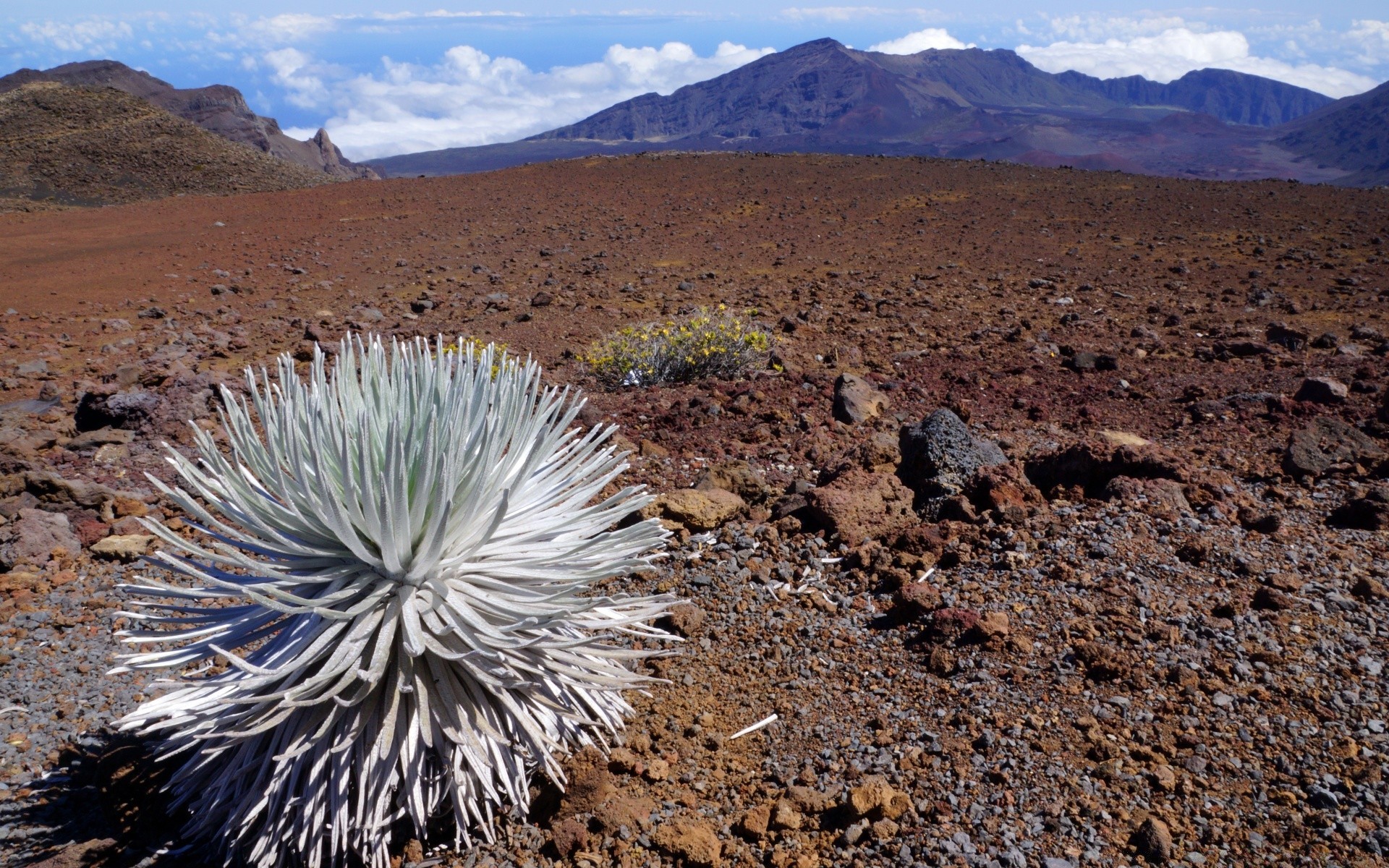 îles désert cactus aride sec paysage à l extérieur voyage nature ciel montagnes sable volcan chaud sol rock