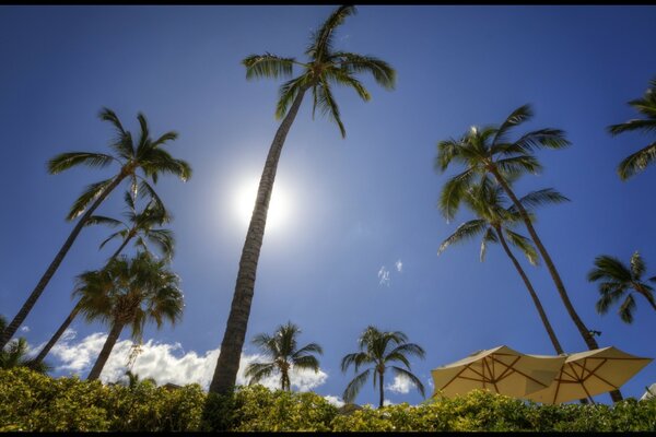 Palm trees reach for the sun