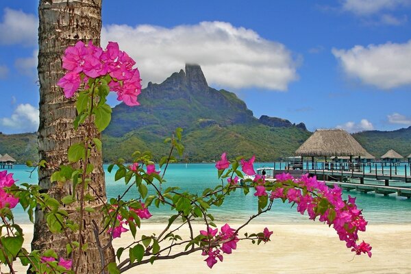 Leuchtend rote Blumen am Strand