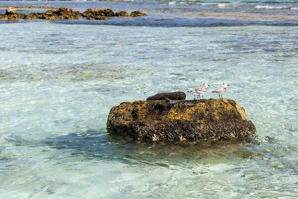 Deux mouettes sur une pierre dans la mer