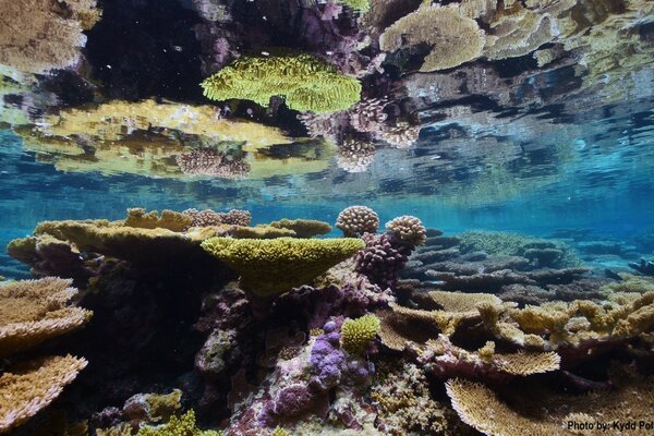 Recife de coral Debaixo d água