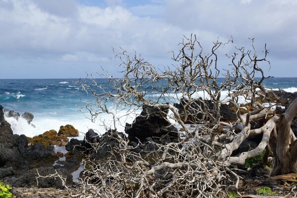 El mar, el cielo y las raíces de un árbol muerto