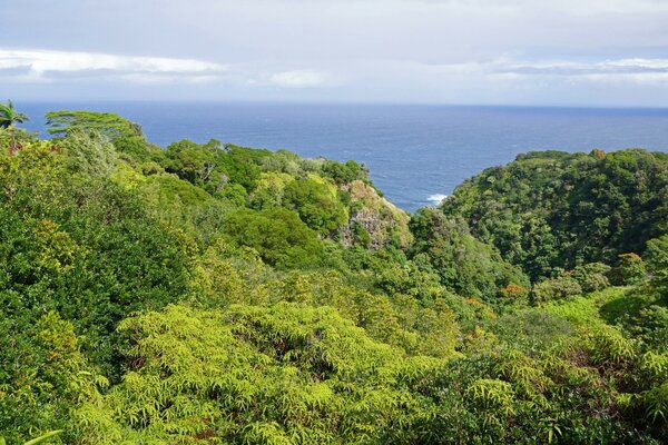 Foresta verde sullo sfondo di acqua e cielo