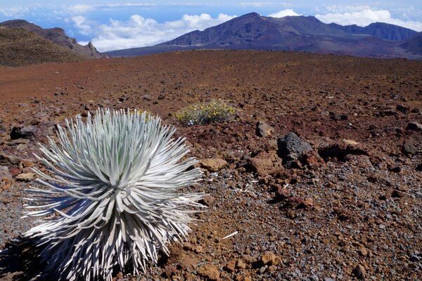 Sabor inusual en el desierto