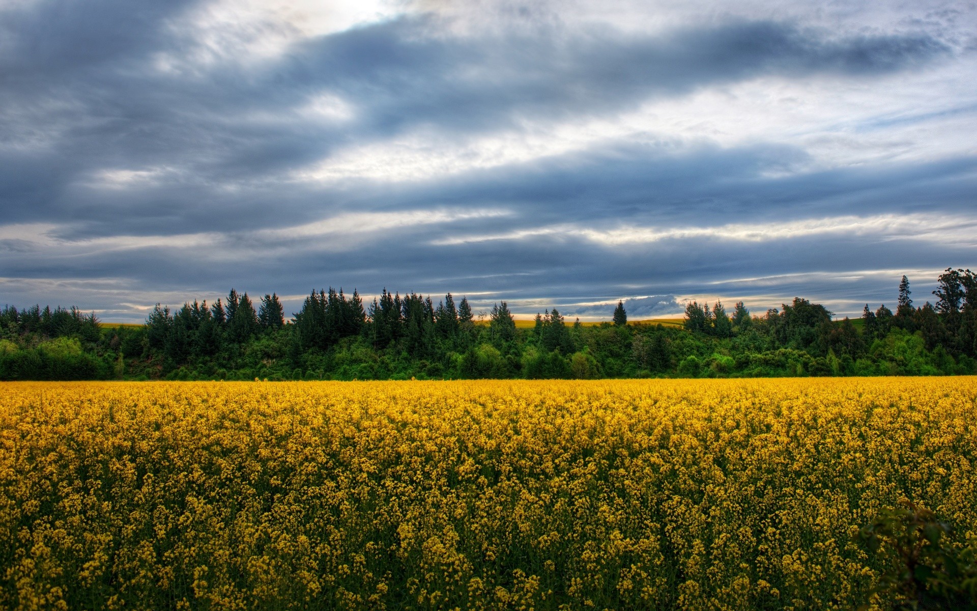 australie et océanie agriculture paysage récolte champ ferme ciel rural nature campagne terres cultivées arbre à l extérieur or huile pays été nuage pâturage croissance