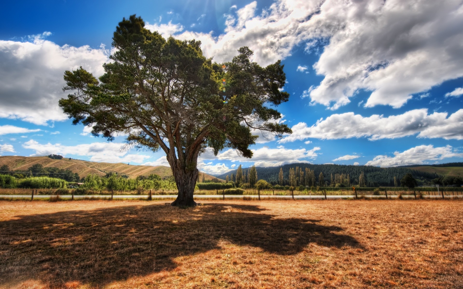 australien und ozeanien baum landschaft natur himmel gras feld holz im freien landwirtschaft sommer ländlichen wolke reisen bauernhof landschaftlich heuhaufen land landschaft boden