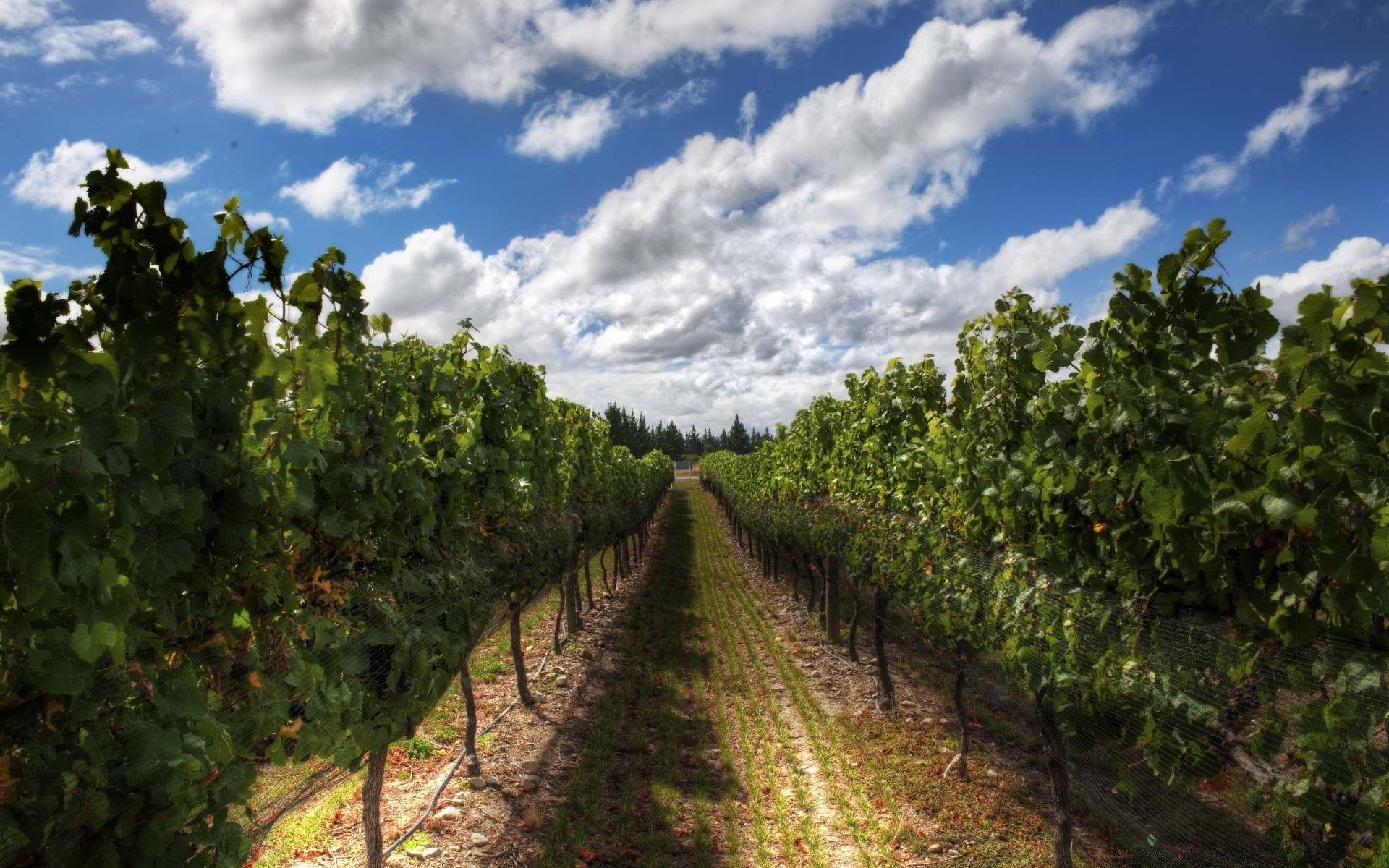 australia and oceania vine landscape tree agriculture vineyard leaf nature winery growth farm wine outdoors field grapevine fruit sky pasture rural flora