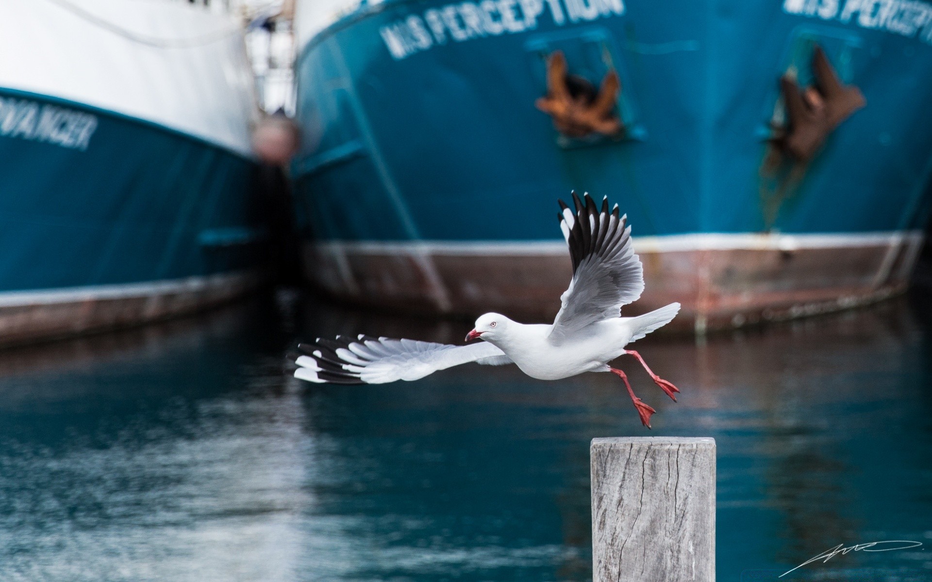 australia and oceania water outdoors nature bird sea wildlife travel