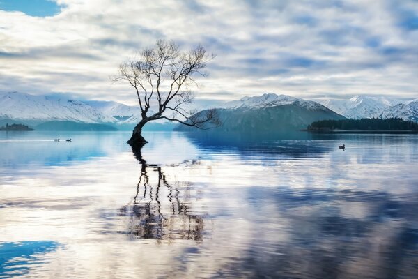 Ein baufälliger Baum vor dem Hintergrund der schönen Berge